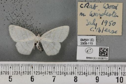 Cabera pusaria (Linnaeus, 1758) - BMNHE_1928751_494713