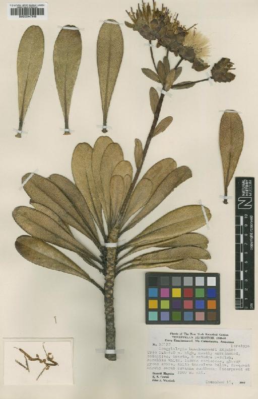 Gongylolepis huachamacari Maguire - BM000947908