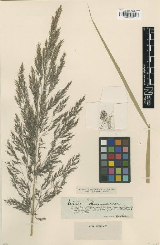 Calamagrostis pseudophragmites (Haller f.) Koeler - BM001134131