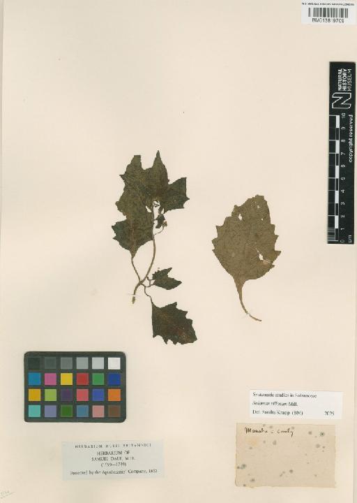 Solanaceae Juss. - 013819709