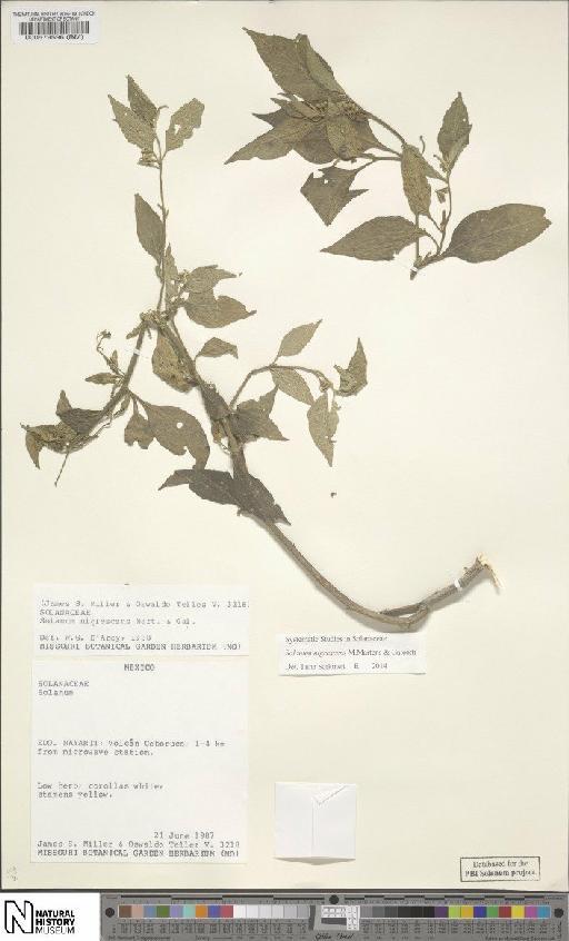 Solanum nigricans M.Martens & Galeotti - BM000579596