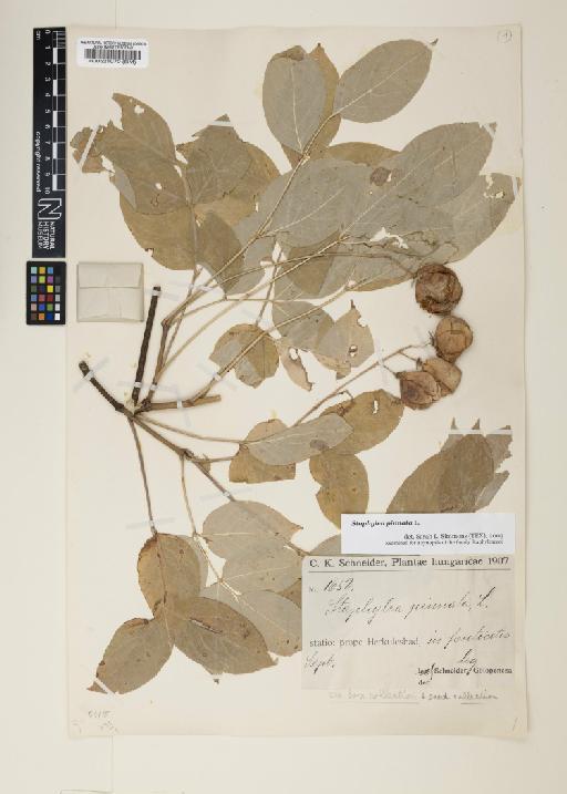 Staphylea pinnata L. - 000521070