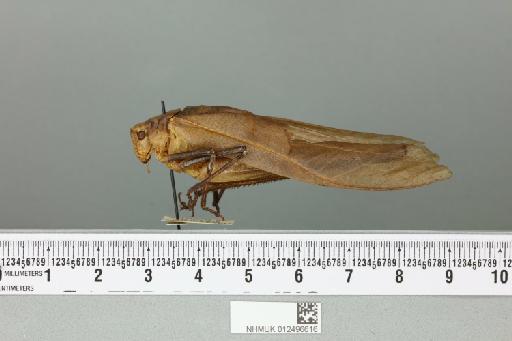 Mecopoda elongata elongata (Linnaeus, 1758) - 012496616_reverse