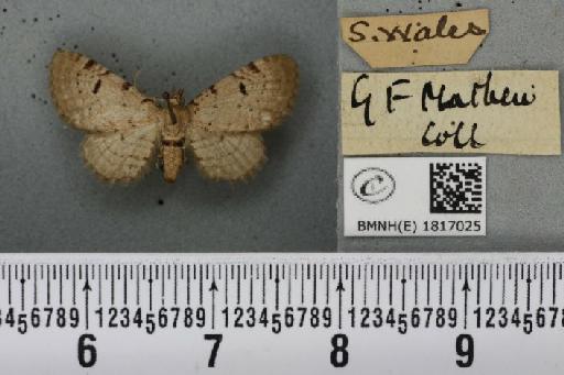 Eupithecia expallidata Doubleday, 1856 - BMNHE_1817025_391165