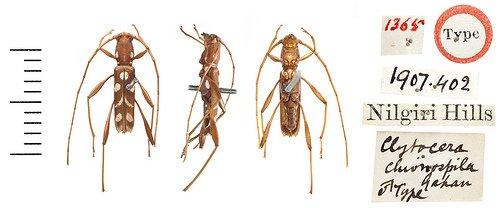 Clytocera chionospila Gahan, 1906 - BMNH_Clytocera_chionospila_Type