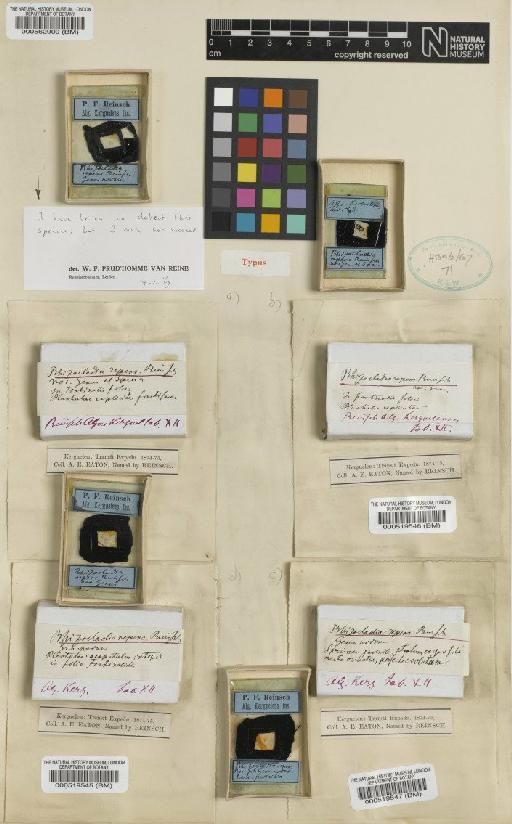 Rhizocladia repens Reinsch - BM000519547