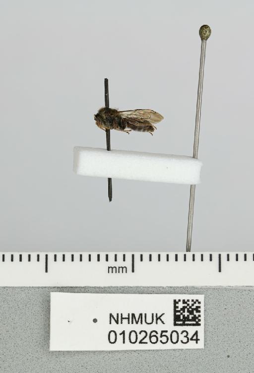 Pasiphae lucidula Cockerell, 1933 - 010265034__-