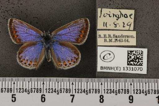 Polyommatus icarus icarus (Rottemburg, 1775) - BMNHE_1331070_138832