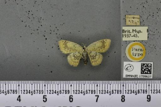 Cyclophora annularia ab. obsoleta Riding, 1898 - BMNHE_1709637_273378