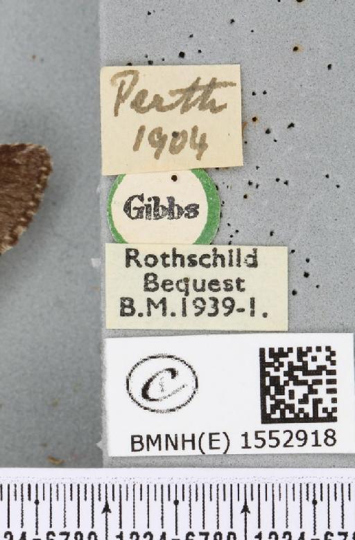 Drymonia ruficornis ab. lunula Grunberg, 1912 - BMNHE_1552918_label_243711