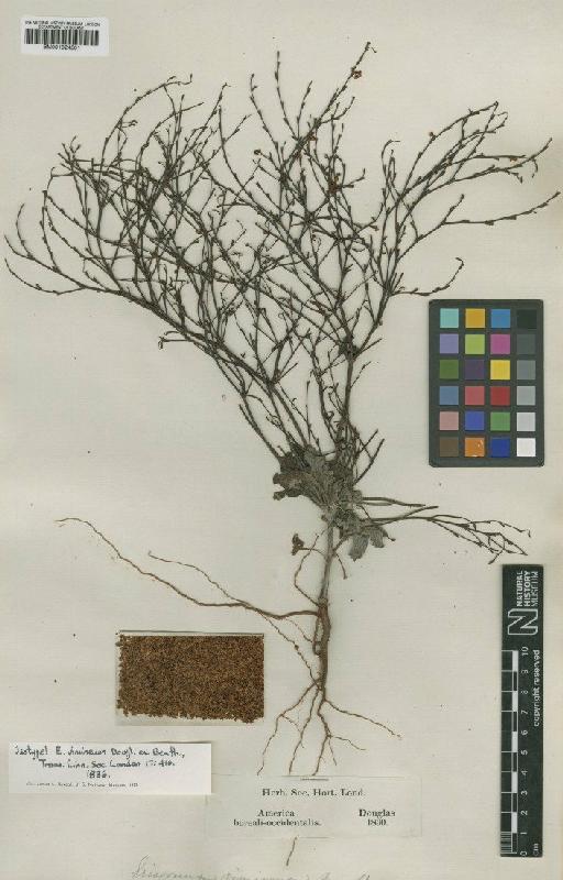 Eriogonum vimineum Douglas ex Benth. - BM001024501