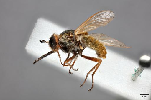 Hyperusia xantholeuca Bowden, 1975 - 014427857_lateral_habitus
