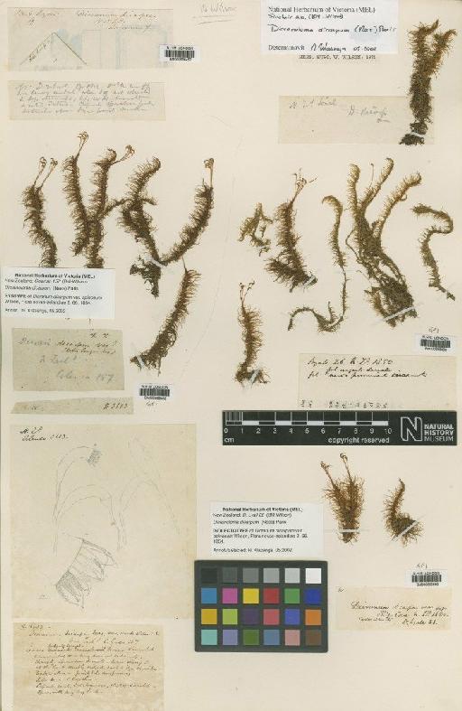 Dicranoloma dicarpum (Nees) Paris - BM000666458_a