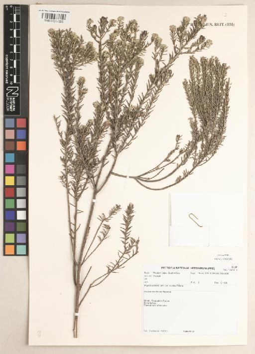 Phylica axillaris var. pulchra Pillans - BM014617309