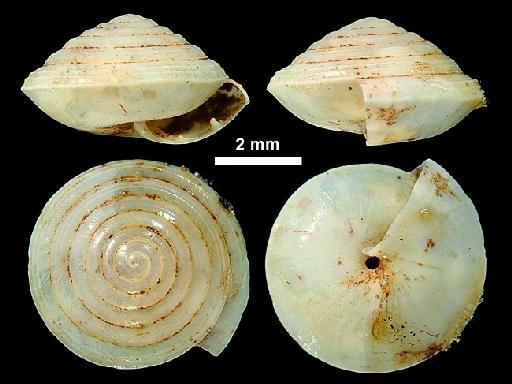 Helix daghoba subterclass Tectipleura W. T. Blanford & H. F. Blanford, 1861 - 1909.3.15.31, LECTOTYPE, Helix daghoba Blanford & Blanford, 1861