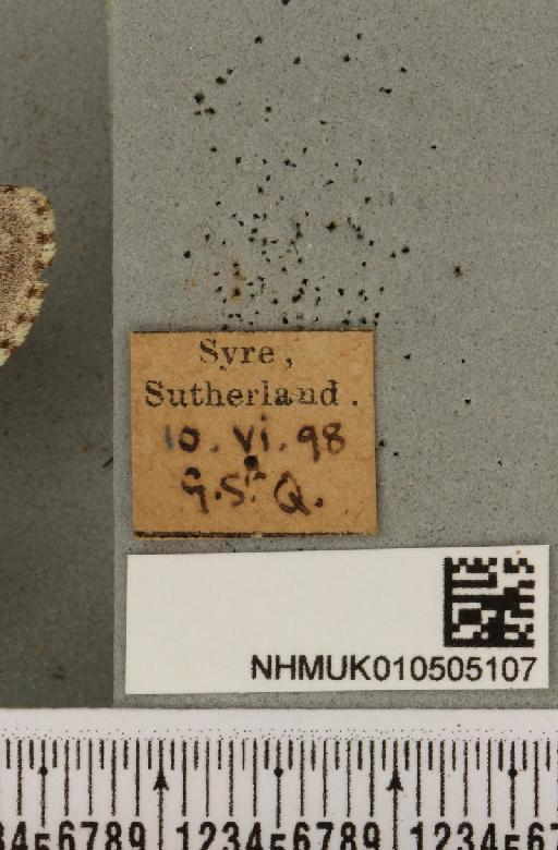 Acronicta menyanthidis scotica (Tutt, 1891) - NHMUK_010505107_label_562488