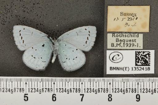 Celastrina argiolus britanna (Verity, 1919) - BMNHE_1352418_145654