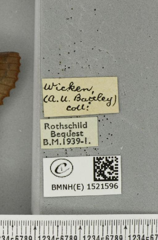 Gastropacha quercifolia ab. suffusa Tutt, 1902 - BMNHE_1521596_label_198483
