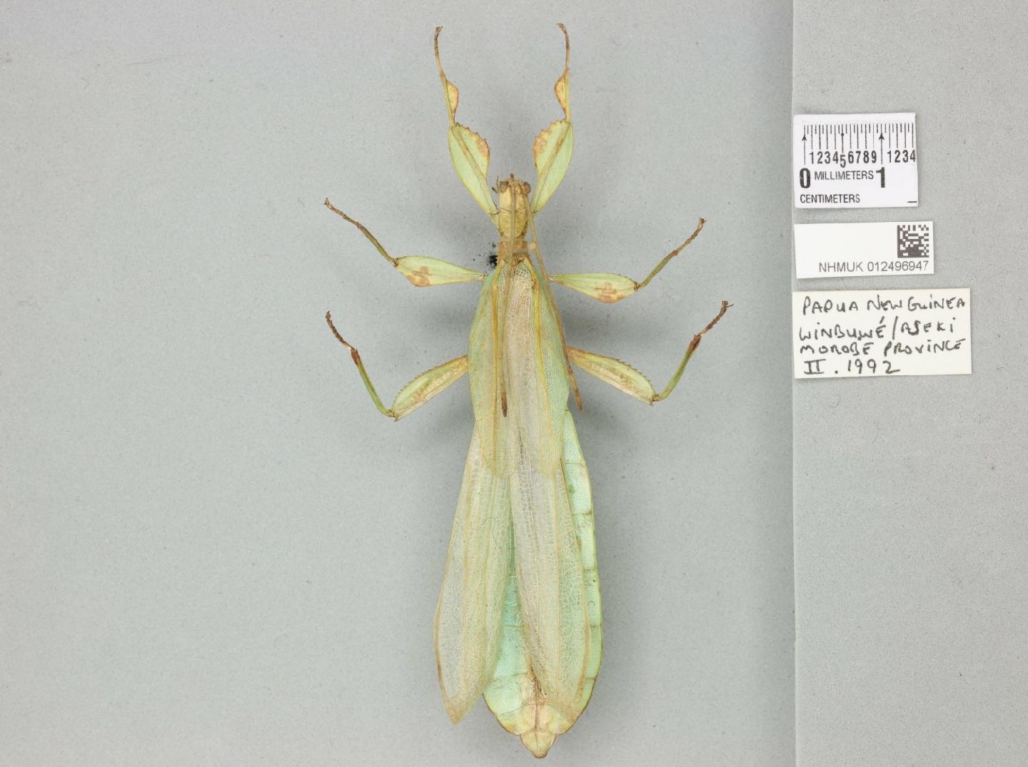 Phyllium caudatum