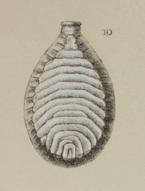 To NHMUK collection (Lagena schulzeana Brady, 1881; Syntype; NHMUK:ecatalogue:3092560)