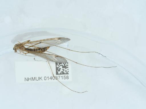 Tipula (Lunatipula) helvola Loew, 1873 - 014037158_3