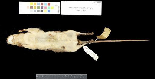 Metachirus nudicaudatus phaeurus Thomas,  1901 - 1901.3.19.44_Skin_Ventral