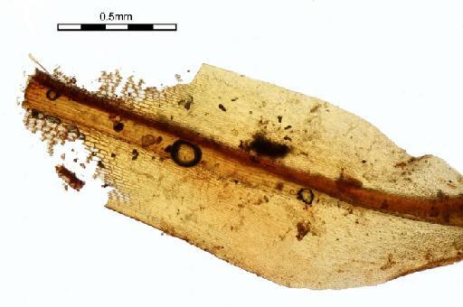 Syrrhopodon rupestris Mitt. - Syrrhopodon rupestris_BM000664442leafbase