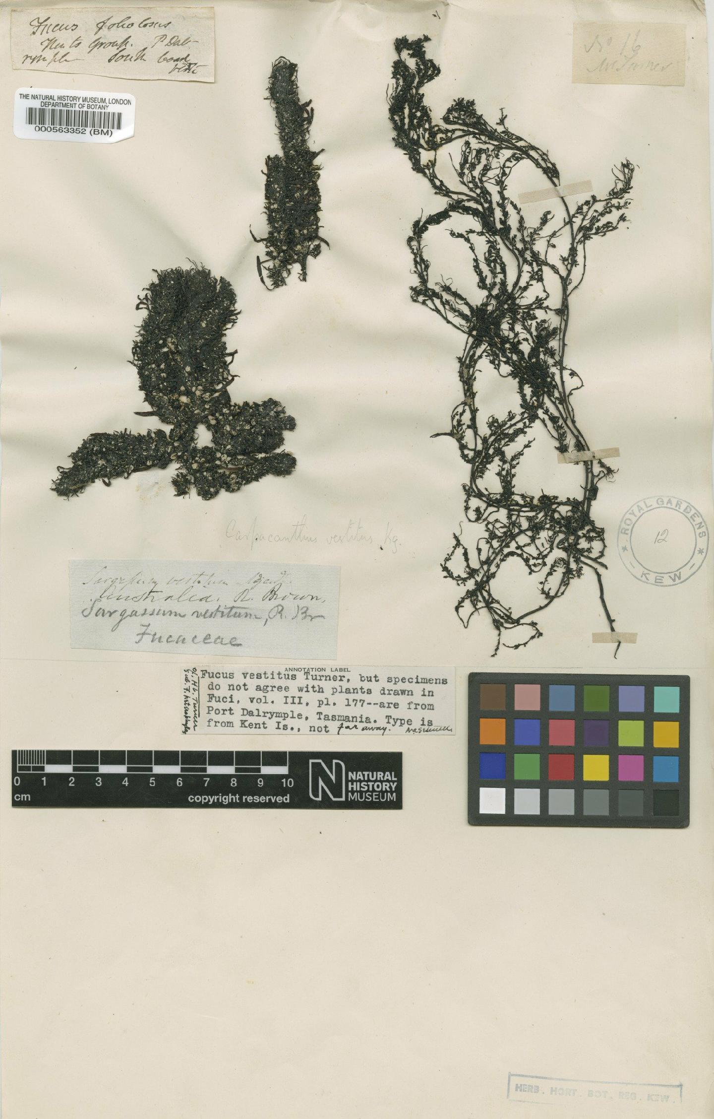 To NHMUK collection (Sargassum vestitum (R.Br. ex Turner) C.Agardh; Type; NHMUK:ecatalogue:4723050)