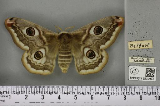 Saturnia pavonia (Linnaeus, 1758) - BMNHE_1530942_200444