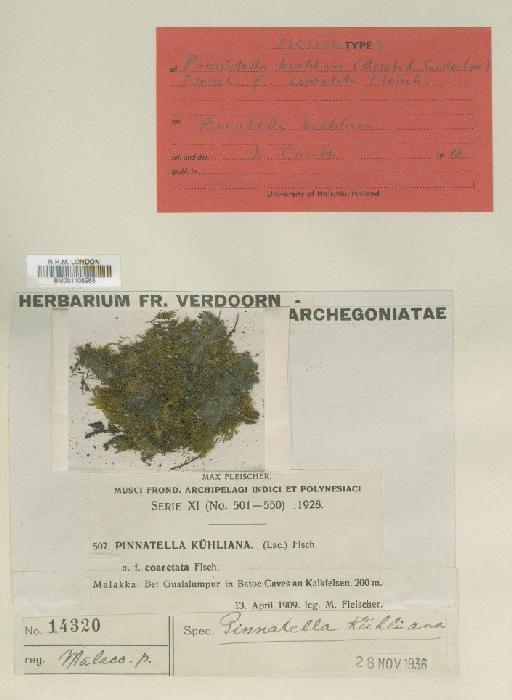 Pinnatella kuehliana (Bosch & Sande Lac.) M.Fleisch. - BM001108265