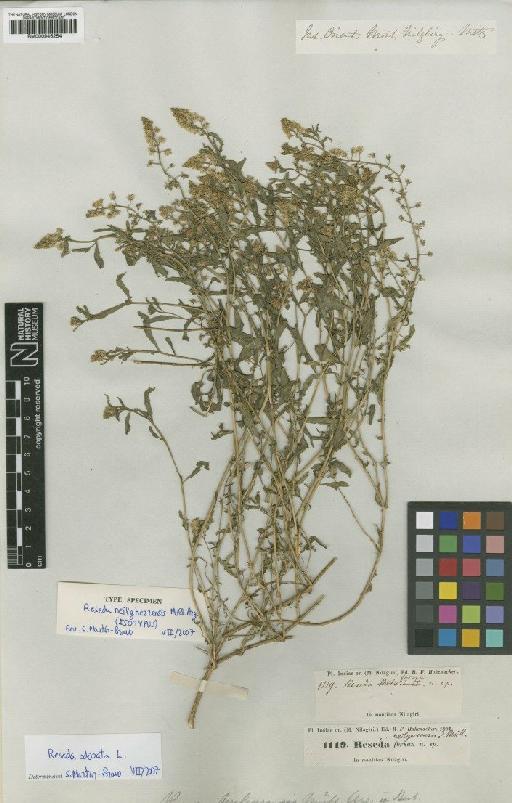 Reseda odorata L. - BM000946254