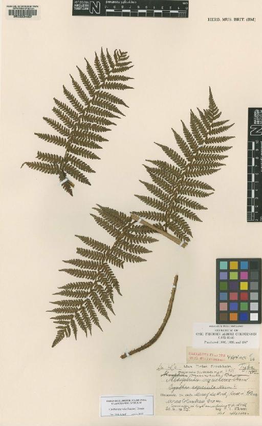 Cyathea parvula (Jenman) Domin - BM000634827