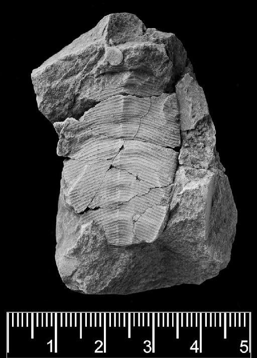 Ctenoconularia hispida (Slater, 1907) - CL 274. Ctenoconularia hispida (part-1)