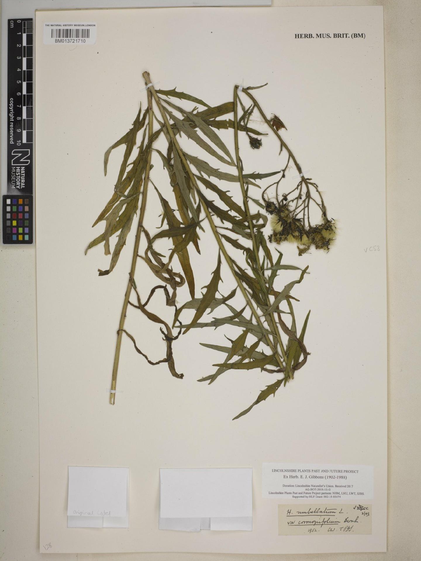 To NHMUK collection (Hieracium umbellatum var. coronopifolium (Bernh. ex Hornem.) Froel.; NHMUK:ecatalogue:9112779)