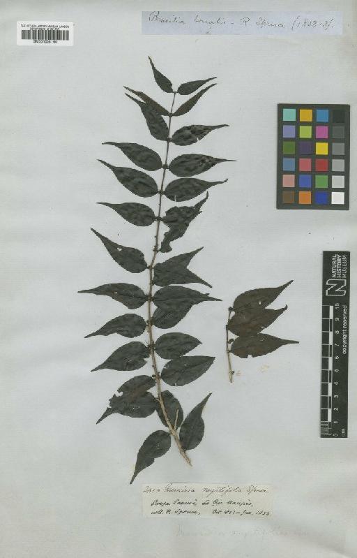 Mouriri myrtifolia Spruce ex Triana - BM001008160