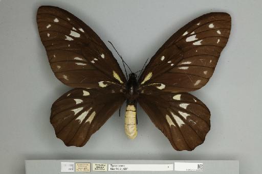 Ornithoptera victoriae regis Rothschild, 1895 - 013602533__