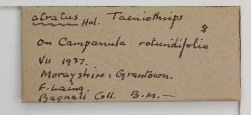Thrips atratus Haliday, 1836 - 010155769_additional