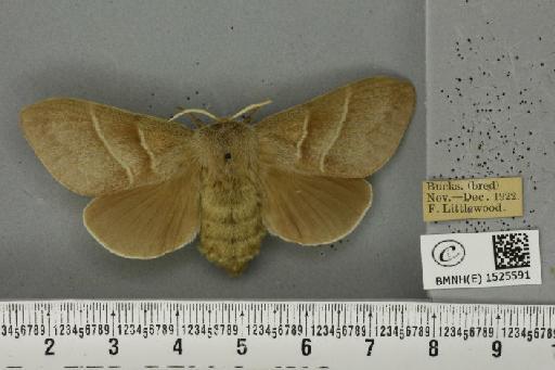 Macrothylacia rubi (Linnaeus, 1758) - BMNHE_1525591_196220