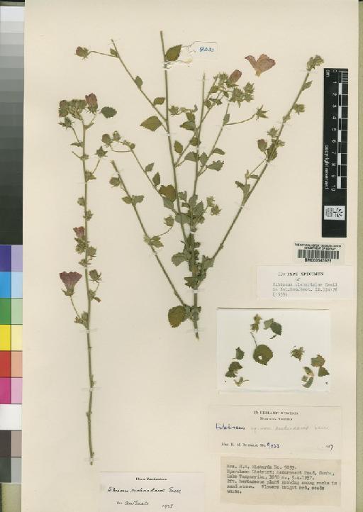 Hibiscus richardsiae Exell - BM000645526