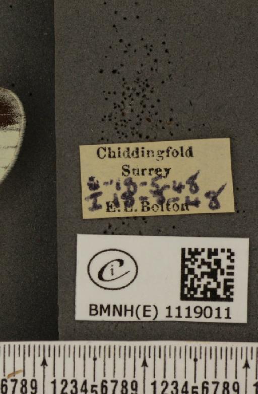 Leptidea sinapis sinapis Linnaeus, 1758 - BMNHE_1119011_label_74185