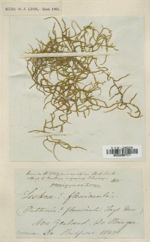 Papillaria flexicaulis (Wilson) A.Jaeger - BM000987371