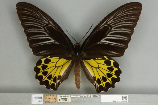 Troides helena cerberus Rothschild, 1895 - 013606469__599291