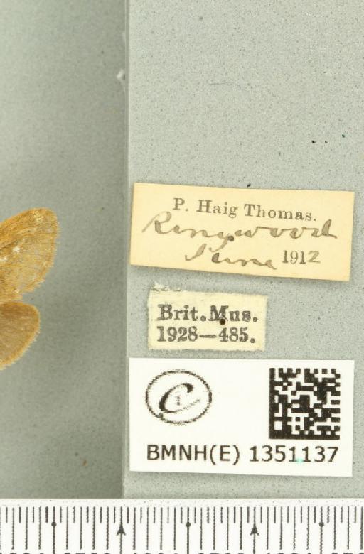 Korscheltellus lupulina ab. dacicus Caradja, 1893 - BMNHE_1351137_label_186249