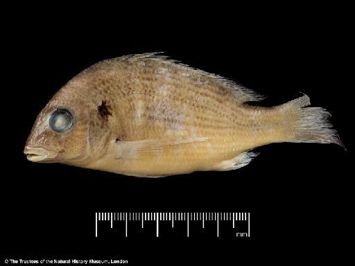 Acanthopagrus latus (Houttuyn, 1782) - BMNH 1987.2.12.24, Acanthopagrus latus