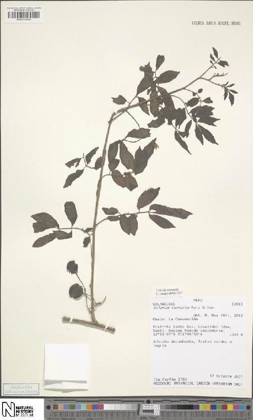 Solanum ternatum Ruiz & Pav. - BM001120220