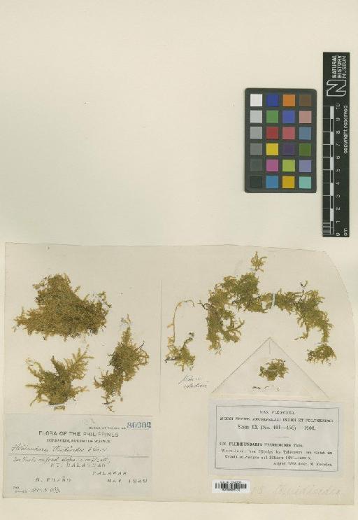 Floribundaria thuidioides M.Fleisch. - BM000987472_a