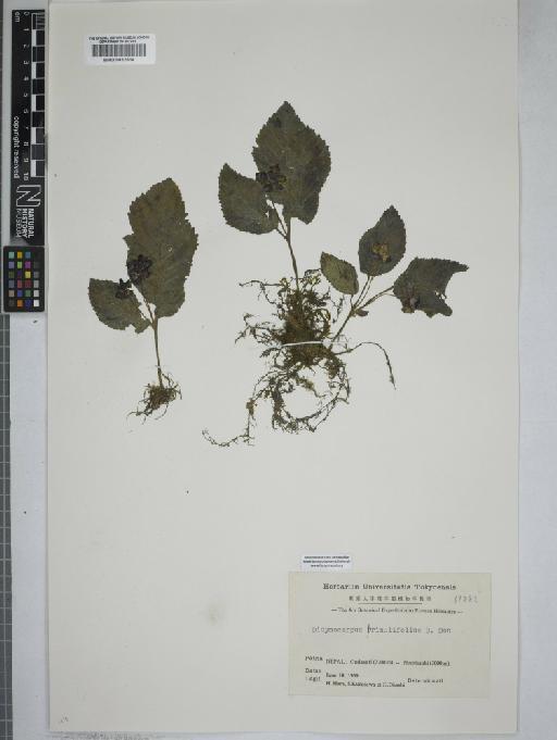 Didymocarpus primulifolius D.Don - 000832814