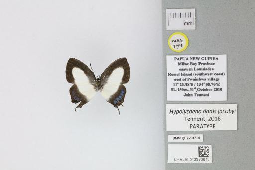 Hypolycaena danis jacobyi Tennent, 2016 - 013376873_Hypolycaena_danis_jacobyi_Tennent_2016_PT