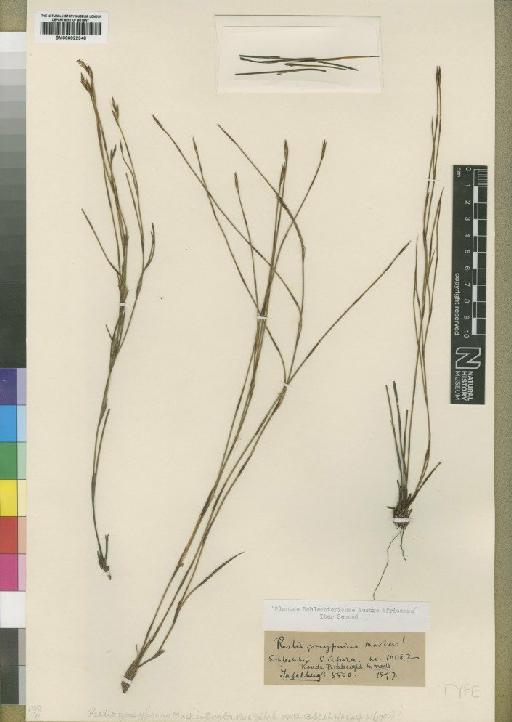 Ischyrolepis gossypina (Mast.) H.P.Linder - BM000922348