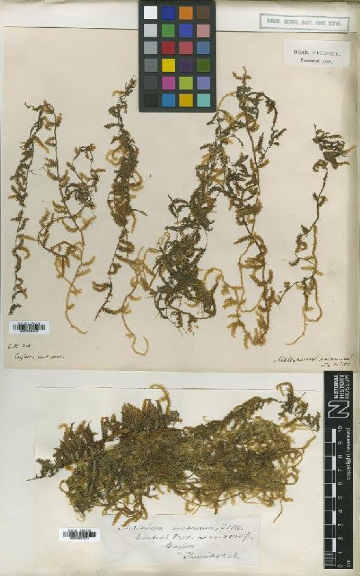 Neobarbella comes var. pilifera (Broth. & M.Yasuda) B.C.Tan, S.He & Isov. - BM000987574_a